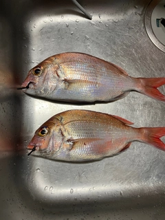 マダイの釣果