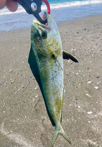 シイラの釣果