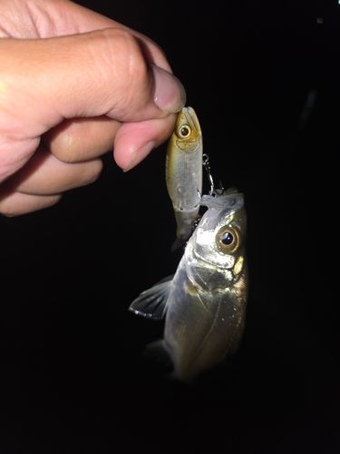 セイゴ（マルスズキ）の釣果