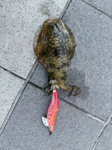 アオリイカの釣果