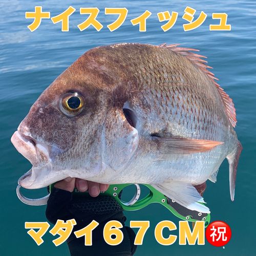 マダイの釣果