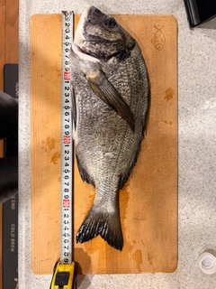 クロダイの釣果