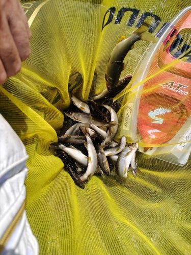 アユの釣果
