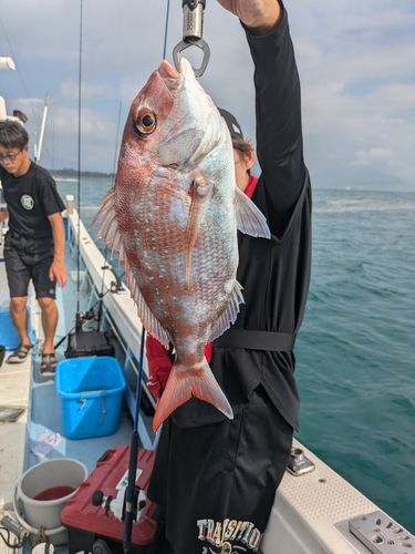 タイの釣果