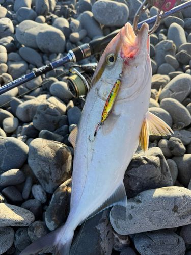 ショゴの釣果