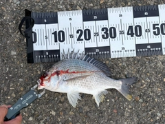 キビレの釣果