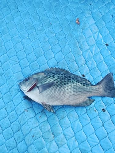 グレの釣果