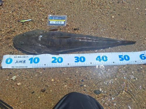 マゴチの釣果