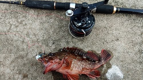 カサゴの釣果