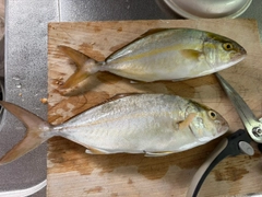 ネリゴの釣果