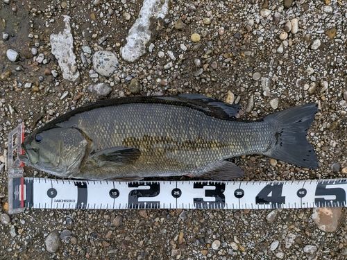 スモールマウスバスの釣果