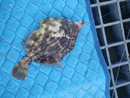 カワハギの釣果