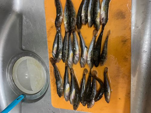 マハゼの釣果