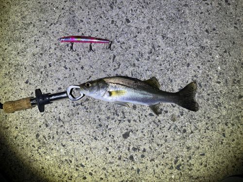 セイゴ（タイリクスズキ）の釣果