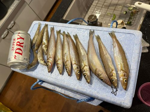 キスの釣果
