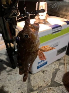 カサゴの釣果