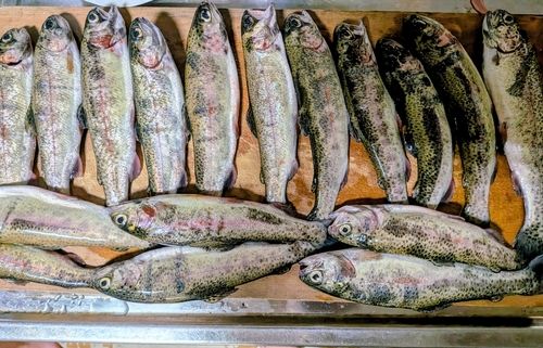 ニジマスの釣果