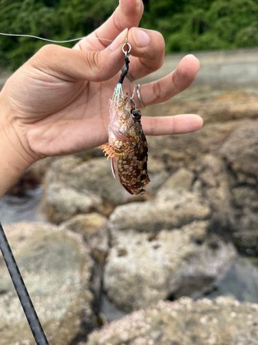 アラカブの釣果