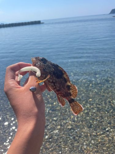 ガシラの釣果