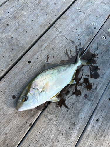 ショゴの釣果