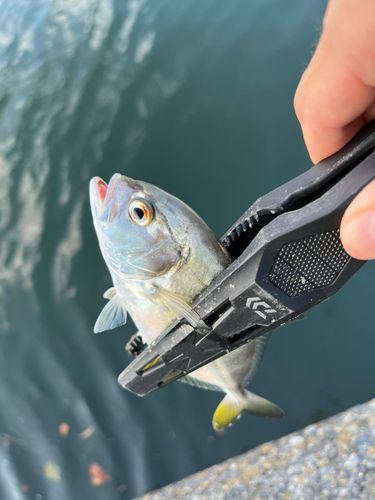 メッキの釣果