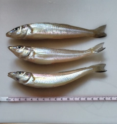シロギスの釣果