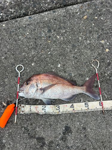 マダイの釣果
