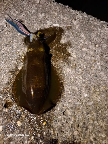 アオリイカの釣果