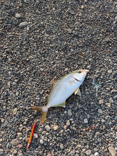 ショゴの釣果