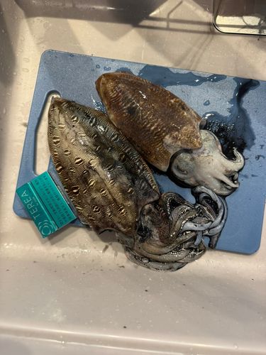 コウイカの釣果