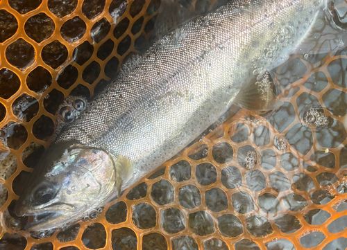 ヤマメの釣果