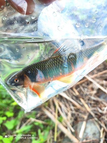 オイカワの釣果