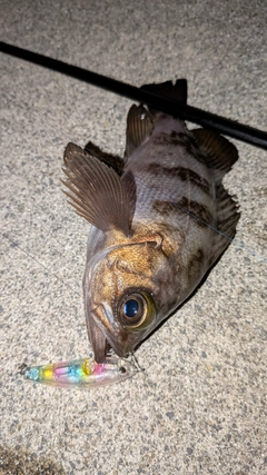 シロメバルの釣果