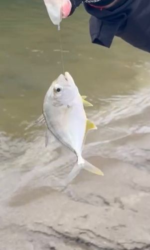 ロウニンアジの釣果