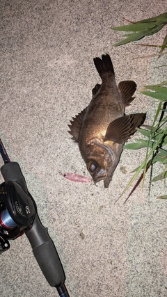 シロメバルの釣果