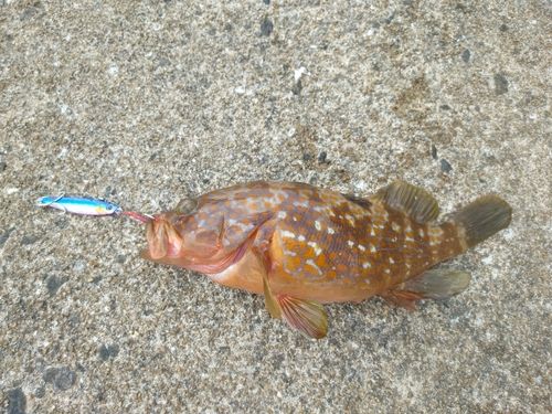 キジハタの釣果