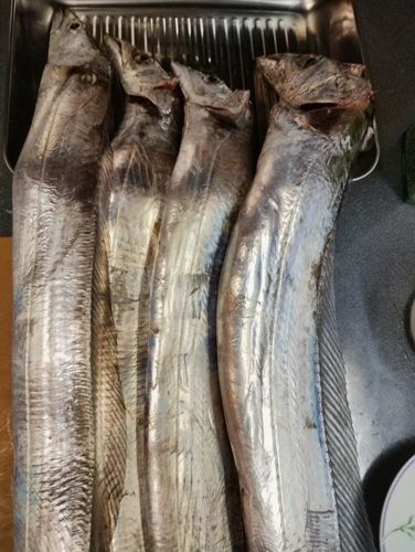 タチウオの釣果