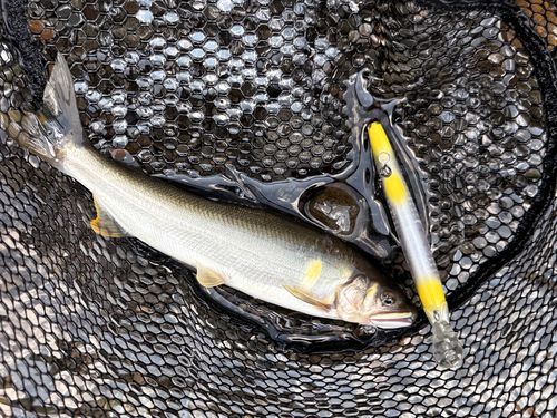 アユの釣果