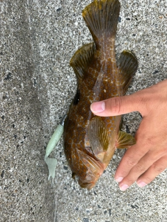 キジハタの釣果