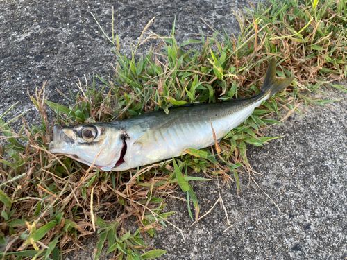 マルアジの釣果