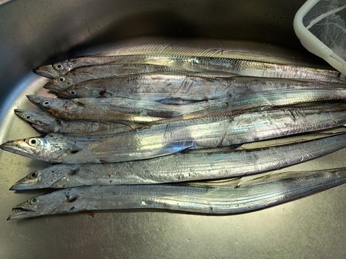 タチウオの釣果