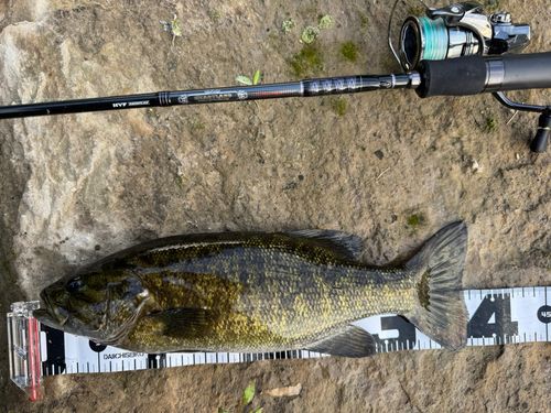 スモールマウスバスの釣果