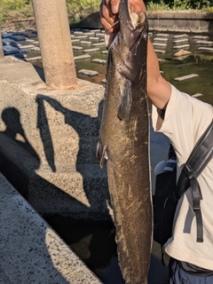 ニホンナマズの釣果