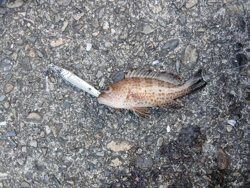 オオモンハタの釣果