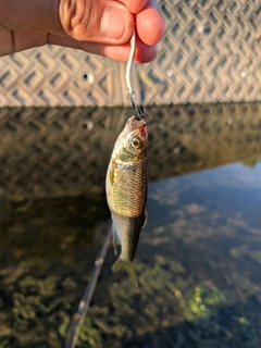 オイカワの釣果