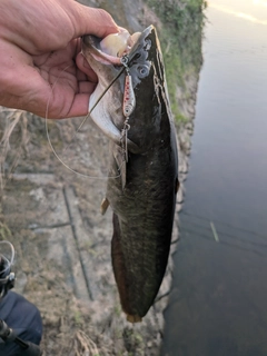 ニホンナマズの釣果