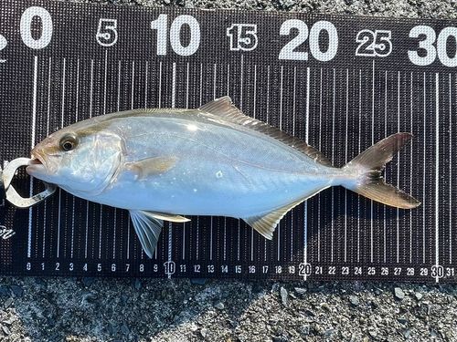 ショゴの釣果