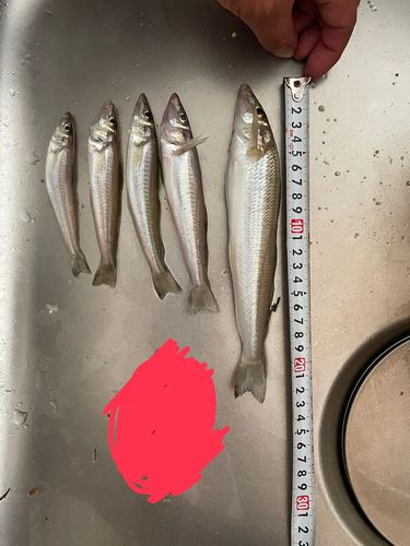キスの釣果
