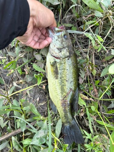 ラージマウスバスの釣果