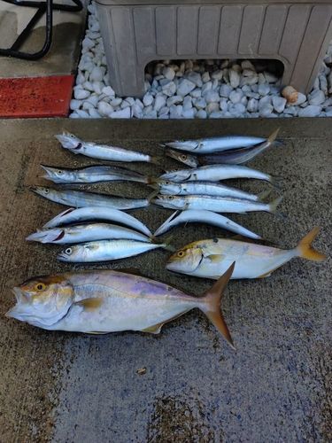 ショゴの釣果